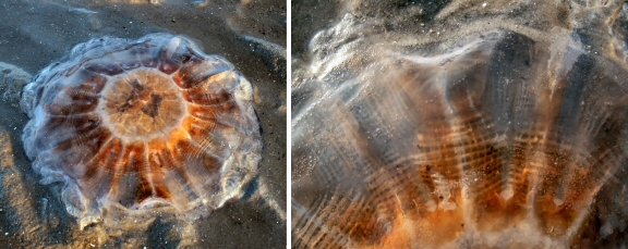 &copy; Thijs de Boer